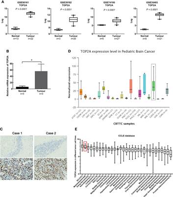 Frontiers | TOP2A correlates with poor prognosis and affects 